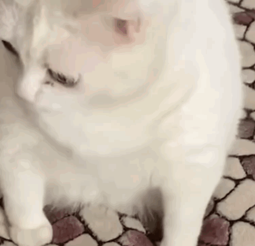 a close up of a white cat with its tongue out .|833x801.2188755020081, 50%